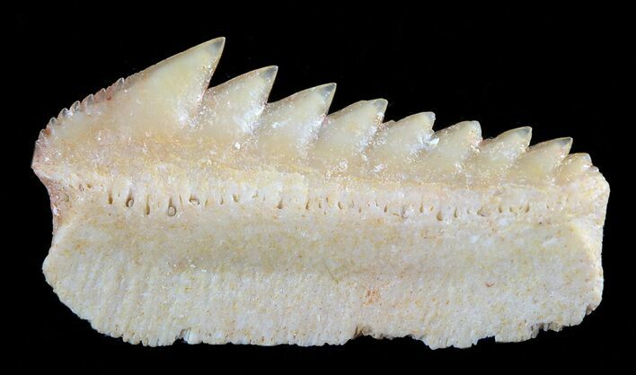 Fossil Cow Shark (Hexanchus) Tooth - Morocco #50530